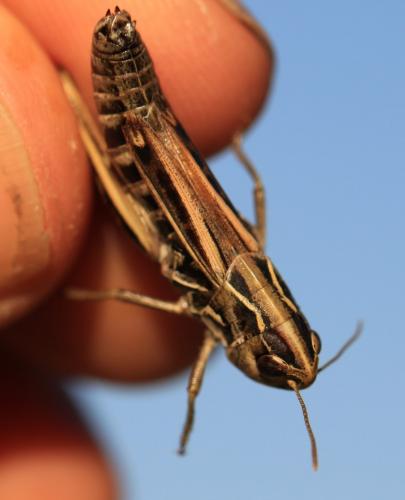 Réf. 219 823 : Stenobothrus nigromaculatus nigromaculatus